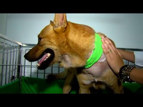 Morador de rua ataca cachorro a golpes de faca em Santos