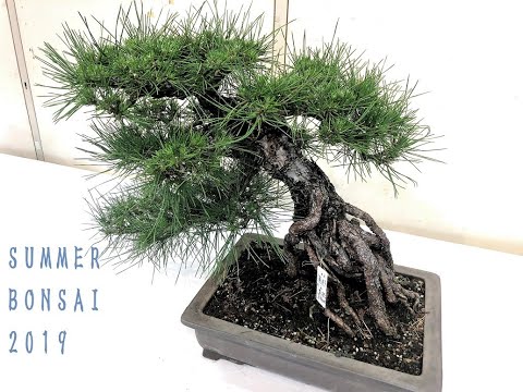 2019 Summer Shohin Bonsai Exhibition（春の小品盆栽展）JP