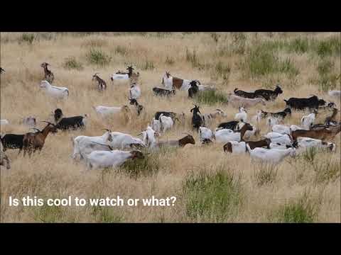 Annual Release of Goats to Clear the Hill Next to the Reagan Library in Simi Valley