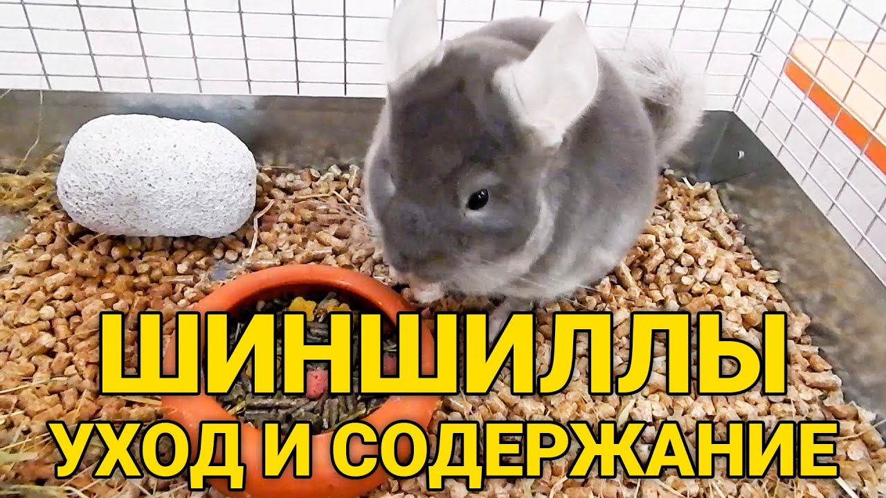 Пушистые питомцы: шиншилла