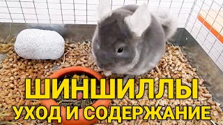 Пушистые питомцы: шиншилла
