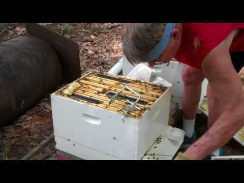 My Bees did Swarm - What to do now