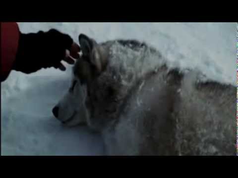 rescate en la antartida lobos