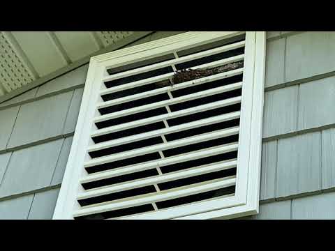 Yellow Jackets in the Gable Vent in Toms River, NJ