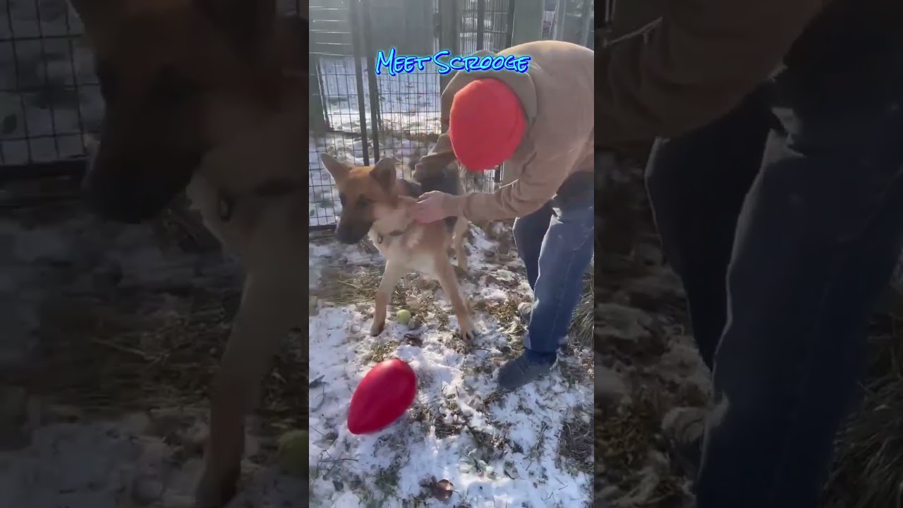 Enlarge Scrooge, a Adoptable German Shepherd Dog in Plain City, OH video 4/6