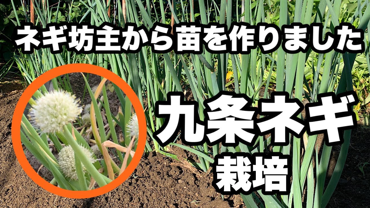 残ったネギは再利用できます！【一生食べれるネギ】