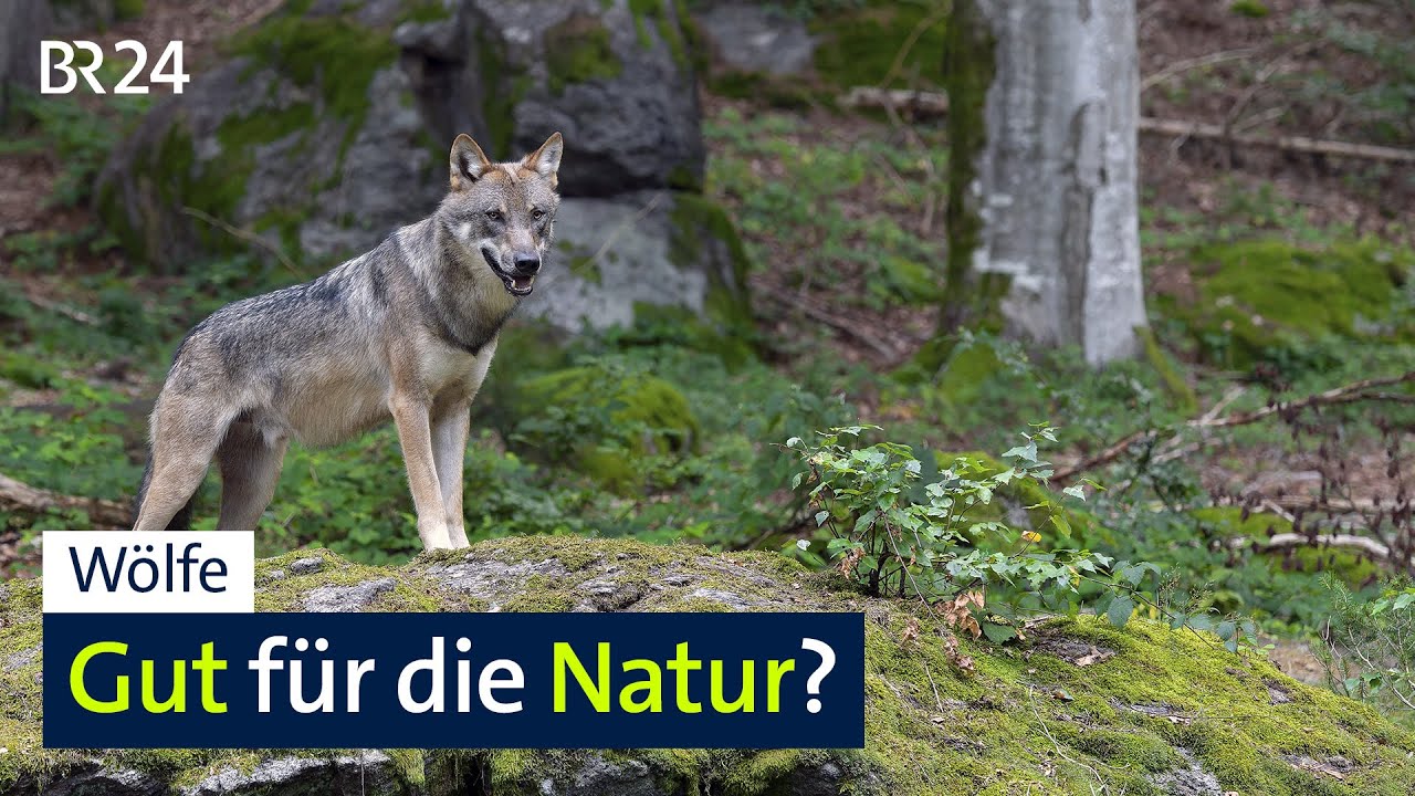 Welchen Einfluss haben Wölfe auf die Natur? | BR24