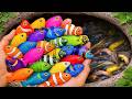 Catch Beautiful Aquarium Fish In Small Pond Baby Turtles Platy Fish Eel Koi Iguana