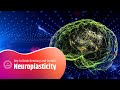 Neuroplasticity Your Key To Brain Rewiring And Growth Release Cortisol And Calm Your Nerves