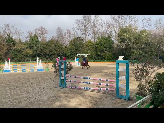 Appaloosa, per categorie pony.