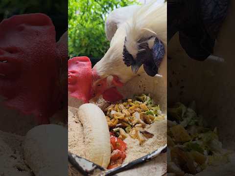 幸せな羽の生えた鳥を育てるために、鶏小屋に泥が入らないようにするにはどうすればよいでしょうか?試してみたい6つの素晴らしいアイデア  庭園