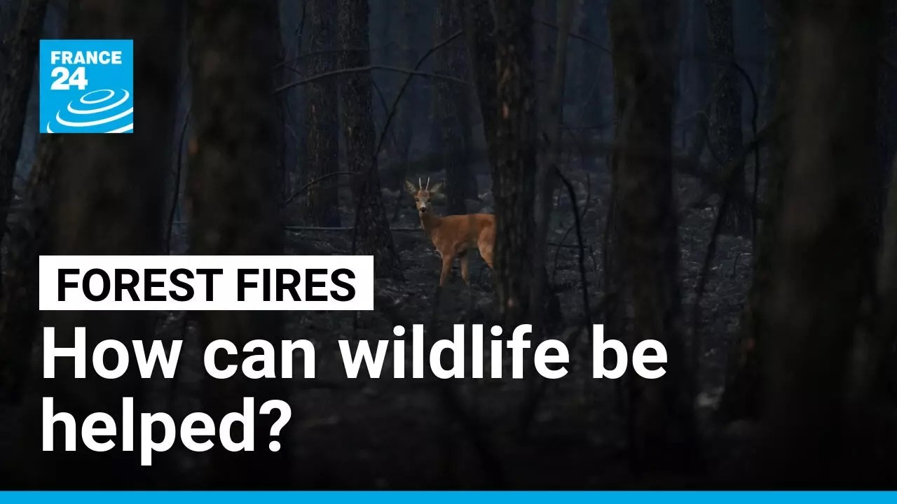 How volunteers are helping forest wildlife survive their blazing habitats • FRANCE 24 English