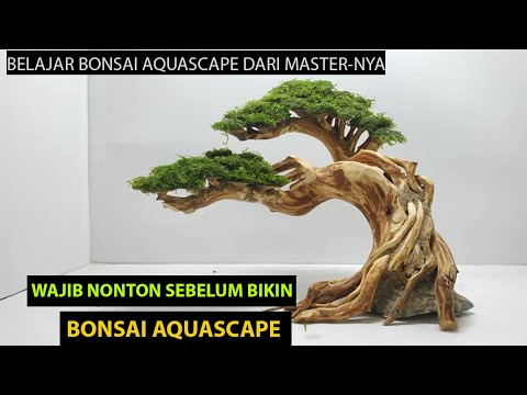 TUTORIAL: TIPS & CARA MEMBUAT BONSAI AQUASCAPE DARI SUPPLIER TAF