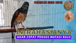 Download lagu 🔴 LAKUKAN CARA INI !! PERTUMBUHAN BAGUS, PERAWATAN MURAI TROTOL, MUDAH DAN MURAH! mp3 Download lagu 🔴 LAKUKAN CARA INI !! PERTUMBUHAN BAGUS, PERAWATAN MURAI TROTOL, MUDAH DAN MURAH! mp3