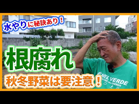 冬場の土壌浸食を防ぐにはどうすればよいでしょうか？今すぐ庭で取り入れるべき10のアクション！  庭園