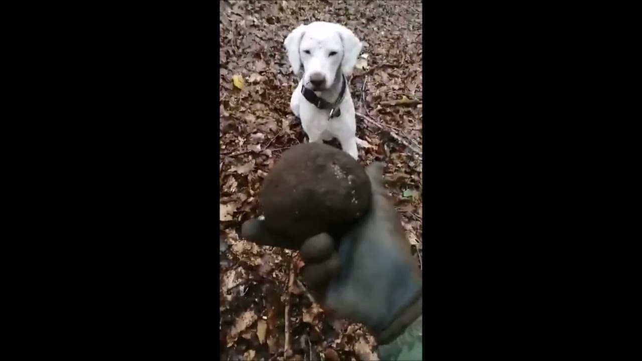 andare a tartufi : Un regalo di compleanno da 440 grammi -Cristian Olivieri