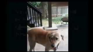 Protandim Dog and Horse Compilation