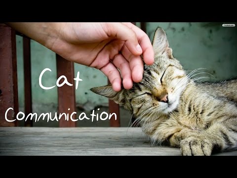 What Do Cats Think About Us?