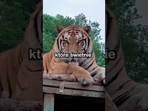 sekrety tygrysów o których nie miałes pojęcia