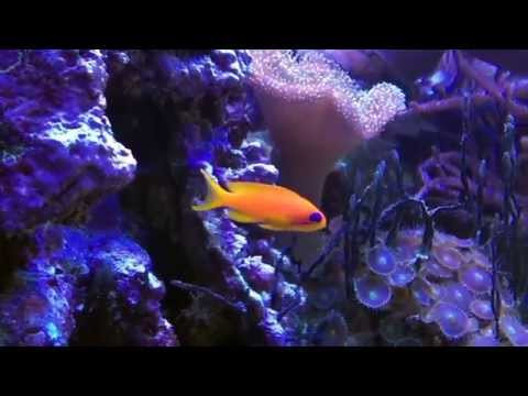 Aqua Tropica - Juwelen Fahnenbarsch Anthias