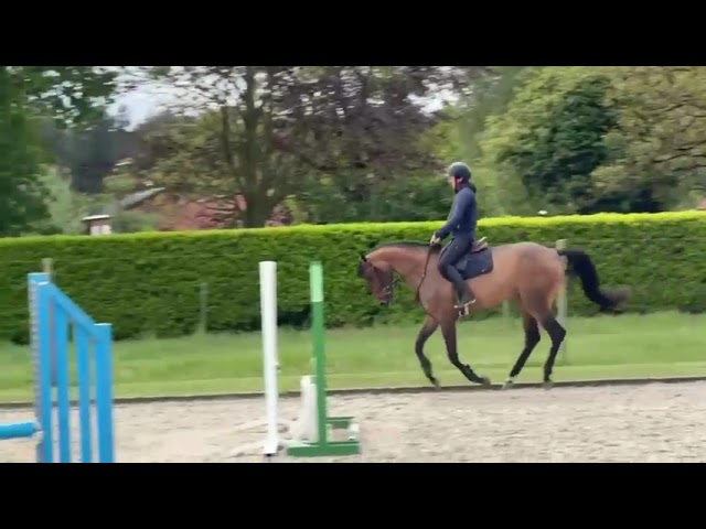 Under the saddle