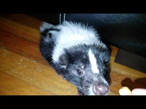 Squeaking skunk!!