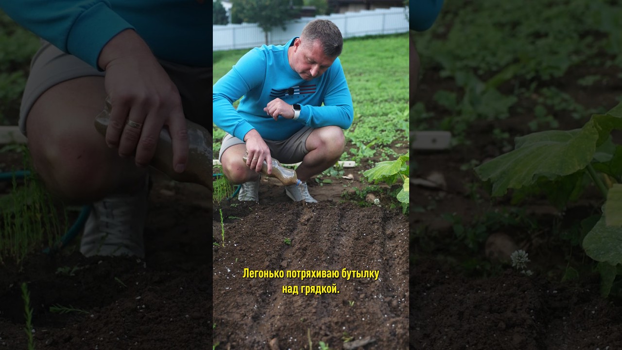 Хватит покупать вялую зелень в магазине втридорога! Делаю так и свежий урожай собираю до морозов!
