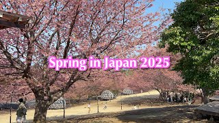 伊豆スカイラインと熱川温泉！桜吹雪と富士の山！からの山梨甲斐市昇仙峡！