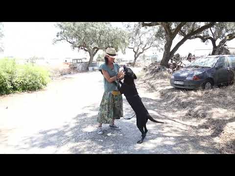 Lucky Dogs Montemor
