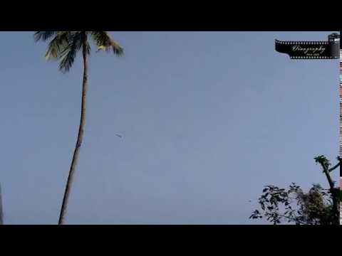 উরন্ত বক