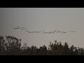 Watch these American Pelican GLOW as they fly into the early sunrise!!