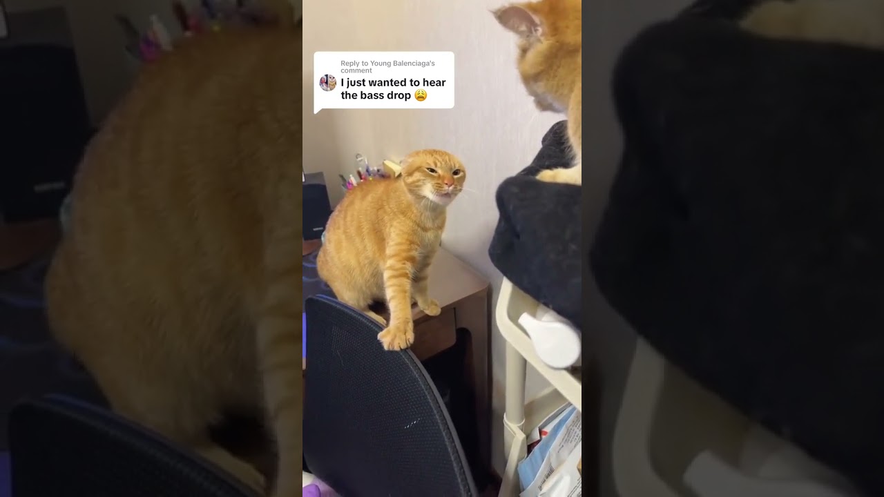 Cat Lover's Anthem (meow) [autotune remix] #shorts