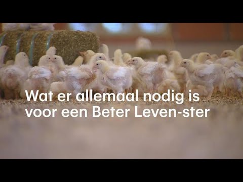 , title : 'Het leven van een kip met diervriendelijk keurmerk Beter Leven - RTL NIEUWS'