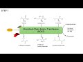 Branched Chain Amino Acid Metabolism | BCAA Catabolism | Pathway and Regulation