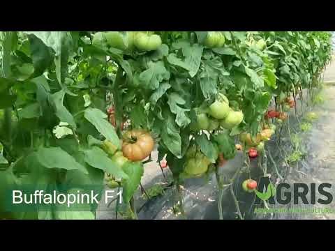 Buffalopink F1 - Cultura de tomate roz la Matca, jud. Galați, fermier Aurelian Dragomir
