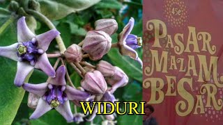 Download lagu WIDURI - ROBBY LUBIS & CHALLENGE   (lyrics) mp3