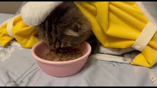 [問卦] 看貓吃飯會高潮？〓〓