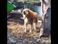 Qeni Molos  //the true Albanian dog