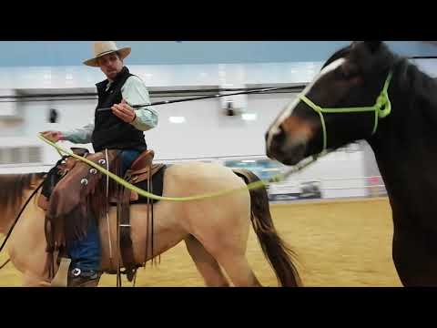 Equitana 2019: Mustang 'gezähmt' von Joshua Burke Parelli-Instruktor (angehend bei Pat Parelli)