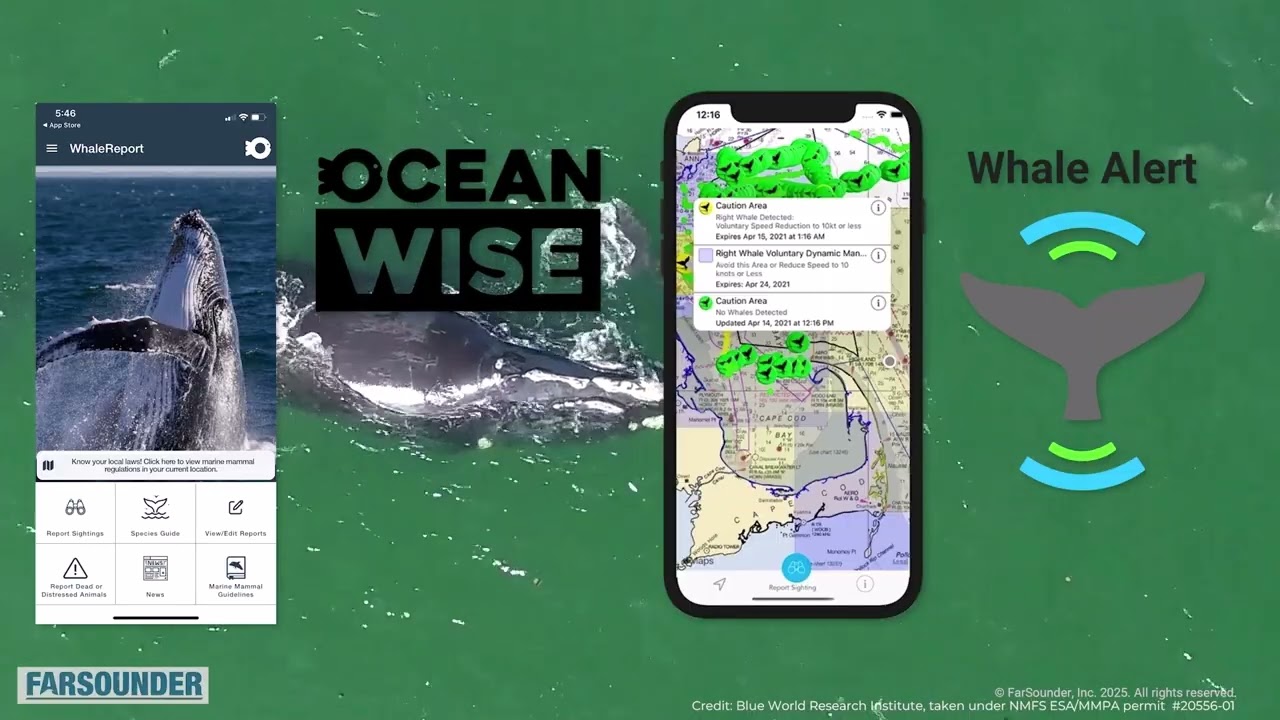 North Atlantic Right Whale: Cautious Hope Amidst Ocean Silence
