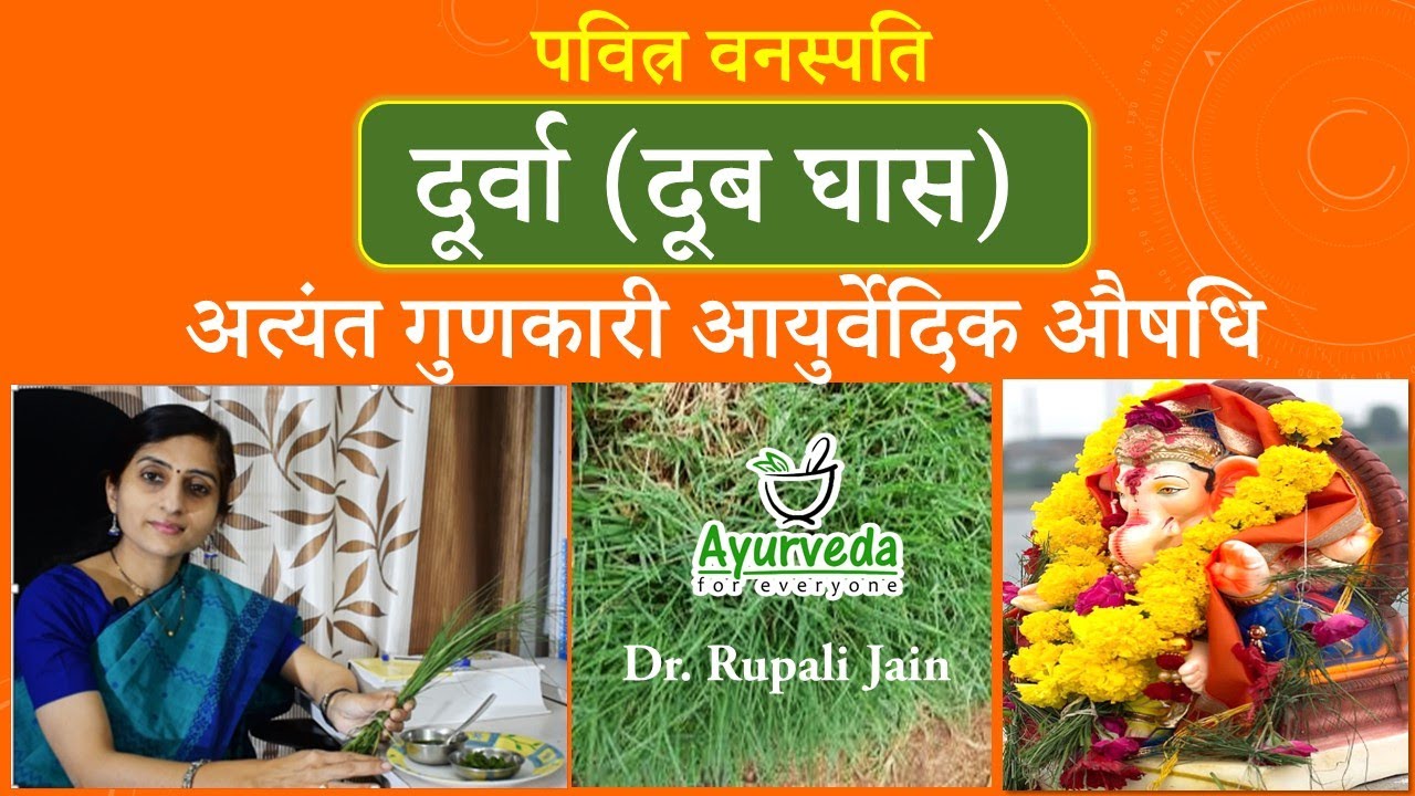 Ayurvedic Importance of Durva (Doob Grass) || दूर्वा (दूब घास ) अत्यंत गुणकारी औषधि वनस्पति ||