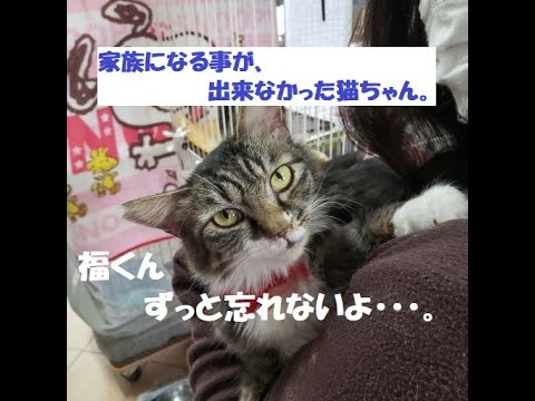 FeLV に感染した猫は他の猫と一緒に暮らすことができますか?