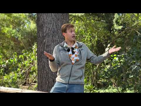 Trees Every Californian Should Know - Episode 5: Deodar Cedar