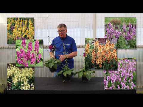 Terra Nova's new flowers for 2020/2021