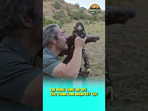ĐẠI BÀNG VÀNG RA TAY, CÁO THAM LAM NHẬN KẾT CỤC ĐẮNG #ongkinhlangthang #wanderlens #oklt #shorts