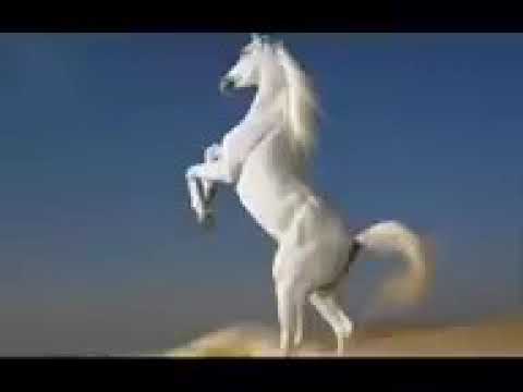 Pro  Kuchek  2012  -  2013  ork  djodji