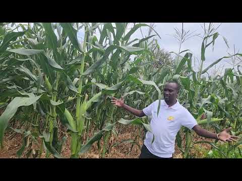 TUMBILI SC 419 # THE BEST SMART CLIMATE VARIETY