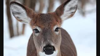 GRANDMA GOT RUN OVER BY A REINDEER