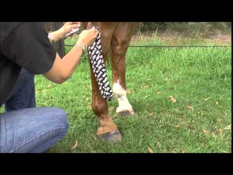 Equine Inflammation