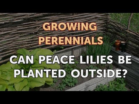 Can I Propagate a Peony From a Cutting